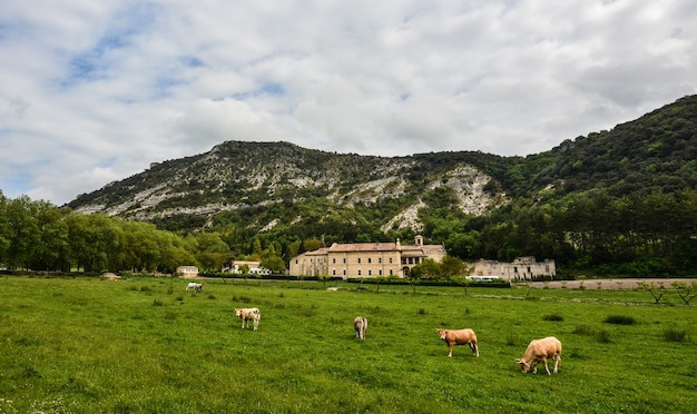 Troupeau de vaches paissant sur le pâturage entouré de hautes montagnes rocheuses