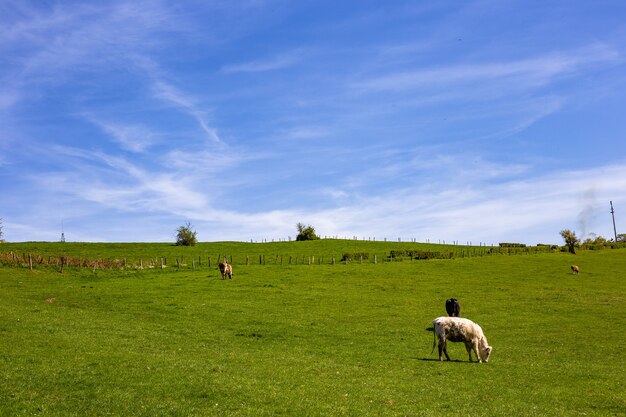 Troupeau de vaches paissant sur le pâturage pendant la journée