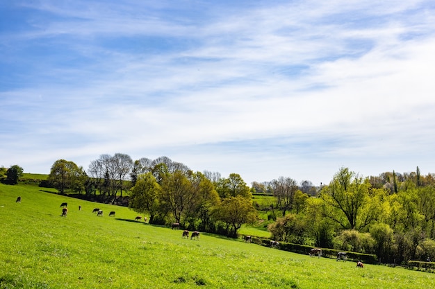 Troupeau de vaches paissant sur le pâturage pendant la journée