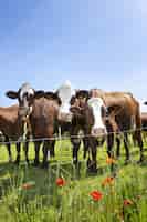 Photo gratuite troupeau de vaches produisant du lait pour le fromage gruyère en france au printemps