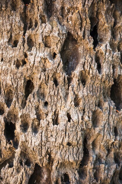 Trous dans l&#39;écorce des arbres