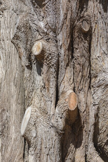 Trunk detail texture closeup