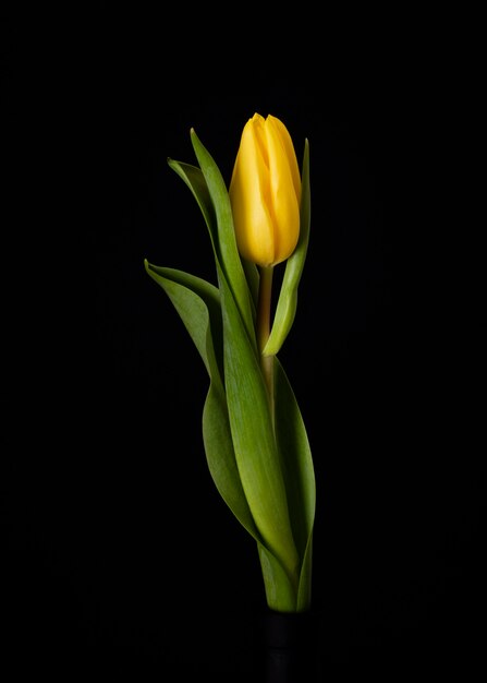 Tulipe jaune en fleurs