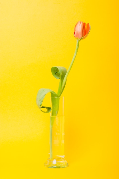 Photo gratuite une tulipe orange dans un bécher en verre sur fond jaune