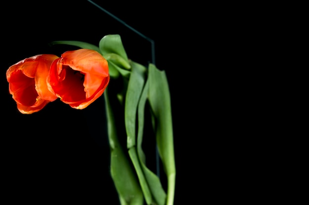 Tulipe orange avec tige réfléchissante sur verre noir