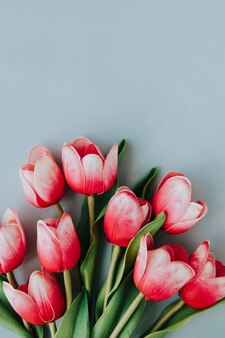 Tulipe rouge et blanche sur le modèle de fond bleu blanc