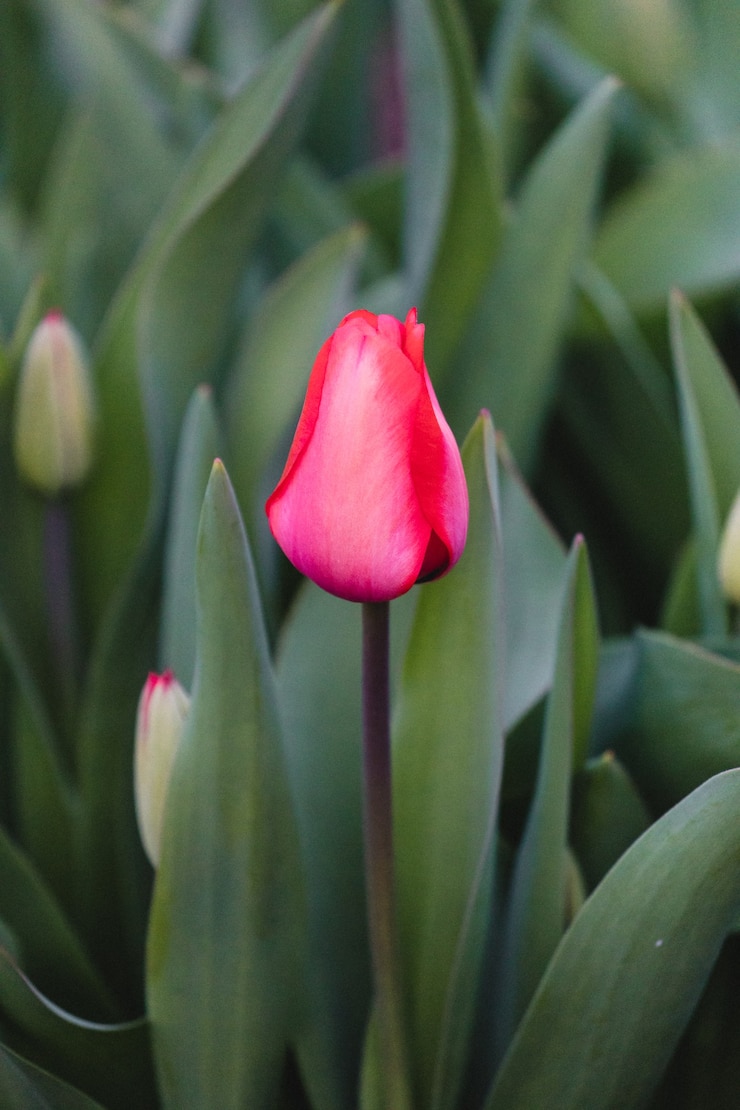 Photo gratuit tulipe rouge en fleur pendant la journée