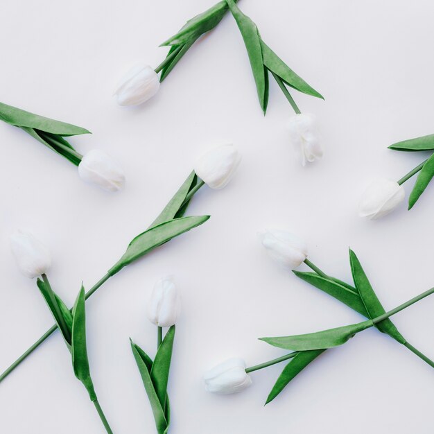 tulipes blanches sur fond blanc