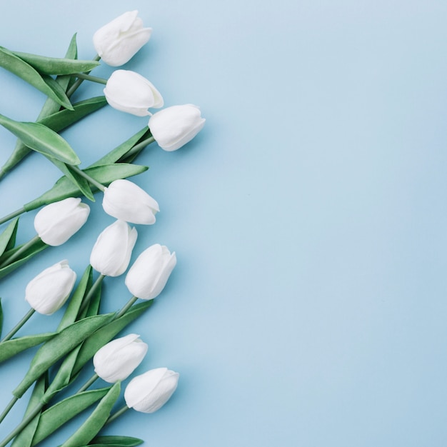 tulipes blanches sur fond bleu pastel avec espace sur le côté droit