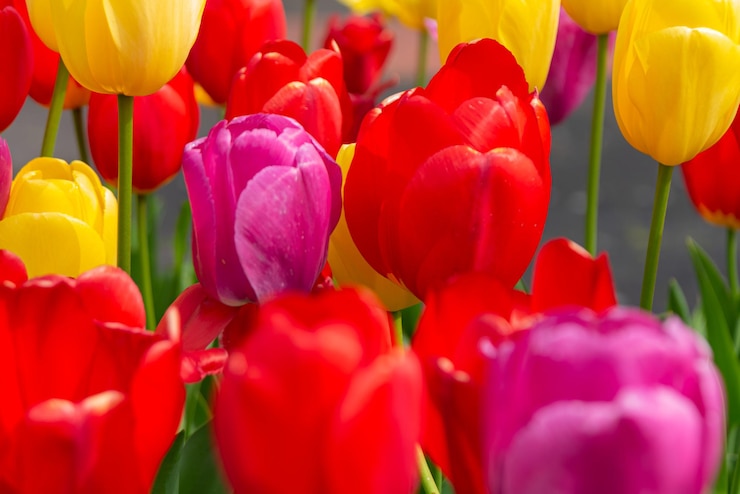 Photo gratuit des tulipes colorées des pays-bas