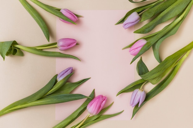 Tulipes douces et papier blanc