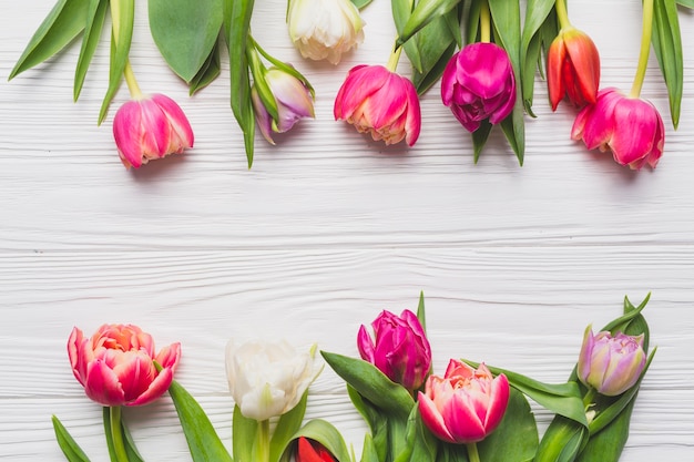 Tulipes de gros plan sur blanc