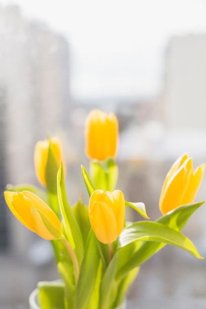 Tulipes jaunes gros plan