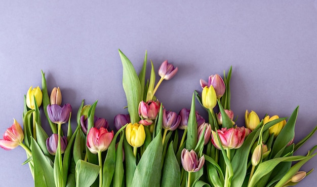 Tulipes à plat sur fond coloré