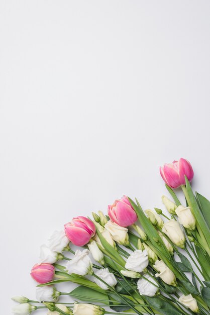Tulipes et roses sur blanc