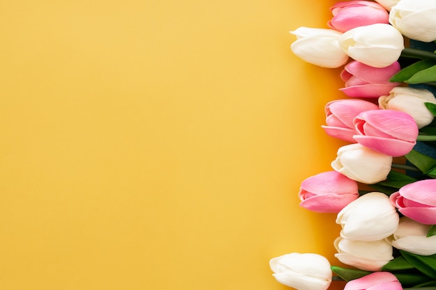 Photo gratuite tulipes roses et blanches sur fond jaune