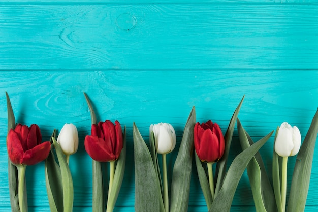 Photo gratuite tulipes rouges et blanches lumineuses sur une surface texturée en bois turquoise