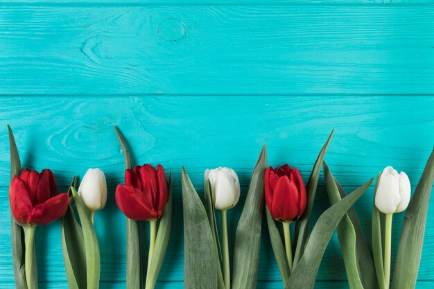 Tulipes rouges et blanches lumineuses sur une surface texturée en bois turquoise