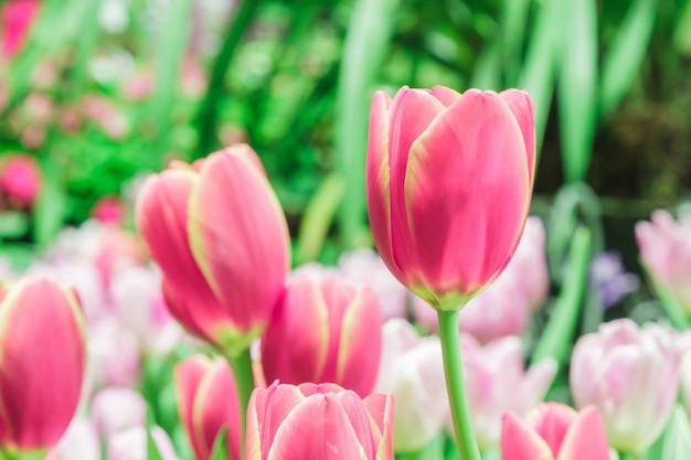 Photo gratuite tulipes