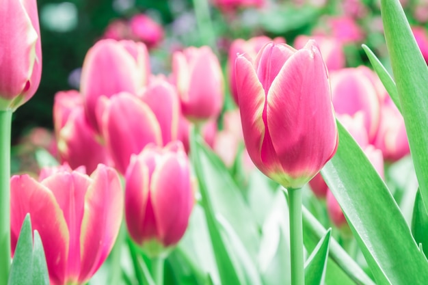 Photo gratuite tulipes