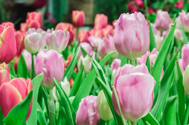 Tulipes