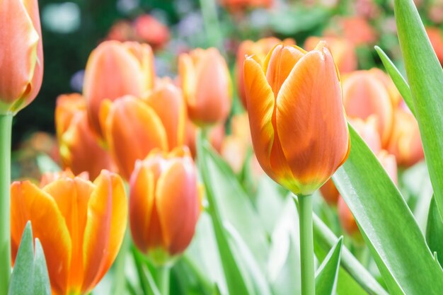 Tulipes