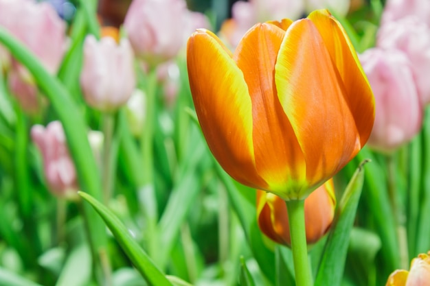 Tulipes