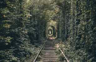 Photo gratuite tunnel ferroviaire d'arbres et d'arbustes, tunnel d'amour