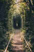 Photo gratuite tunnel ferroviaire d'arbres et d'arbustes, tunnel d'amour