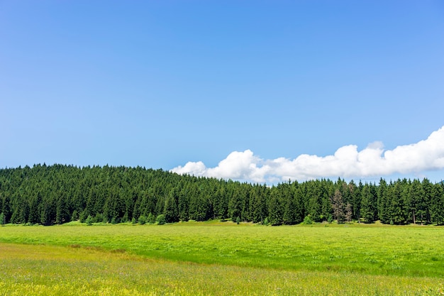 Turquie de la mer noire et paysage forestier de pins verts avec ciel bleu nuageux