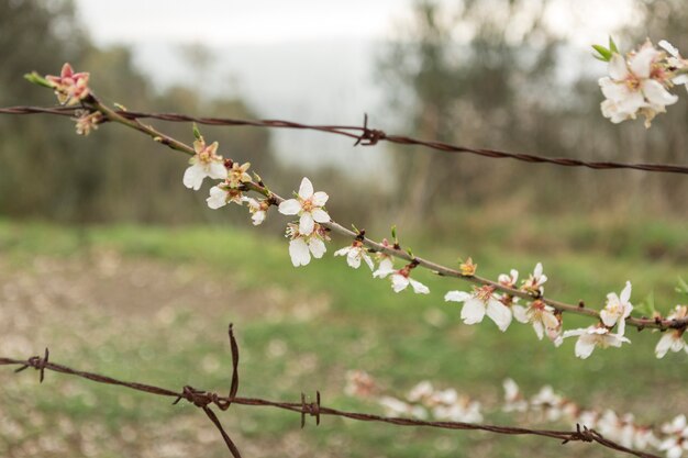 Twig en fleurs à côté d&#39;un fil