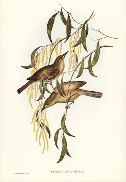 Uniforme mangeur de miel (Ptilotis unicolor) illustré par Elizabeth Gould