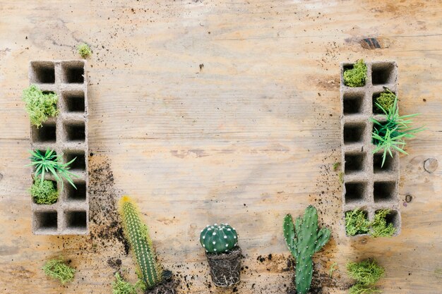 Usine de cactus disposer sur le fond avec un plateau en tourbe sur un fond en bois