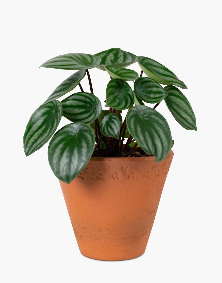 Photo gratuit usine de pépéromia de pastèque de faux dans un décor à la maison de pot de terre cuite