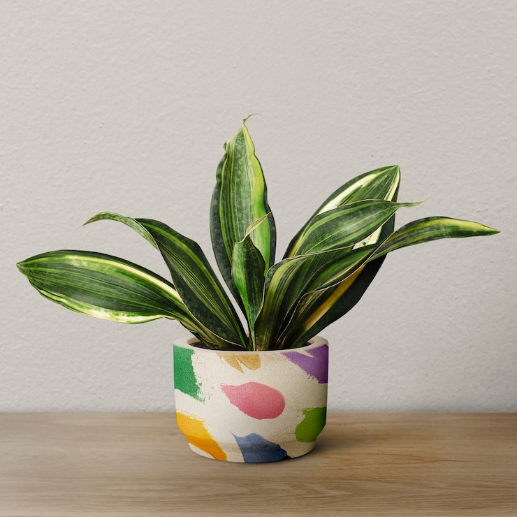 Photo gratuit usine de serpent dans un pot coloré