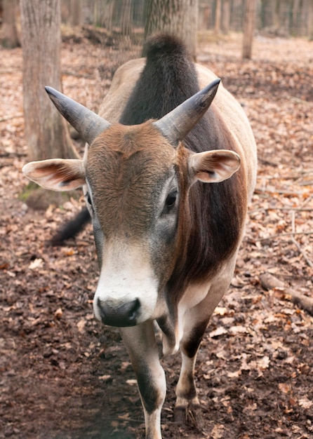 La Vache Est Brune. Animal Sacré Photo Premium