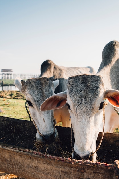 vache manger de la nourriture