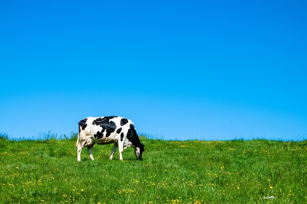 Vache noire et blanche paissant sur le pâturage pendant la journée