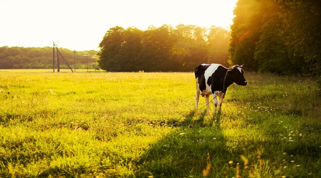Photo gratuite vache pâturage dans la prairie