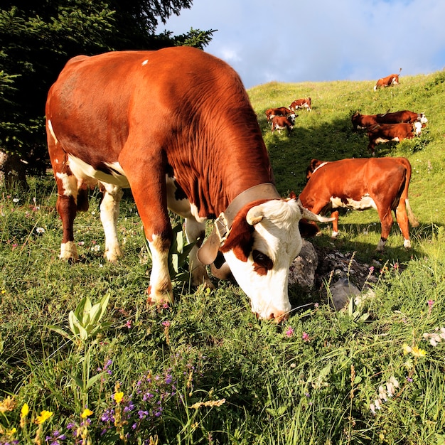 Les vaches de montagne alpines mangent des fleurs en France au printemps