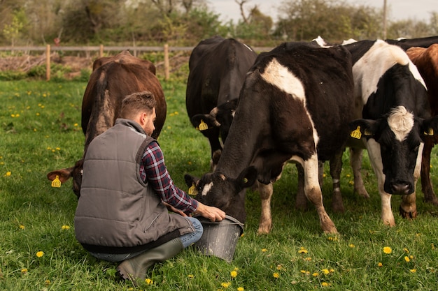 Photo gratuite vaches qui paissent autour de la ferme