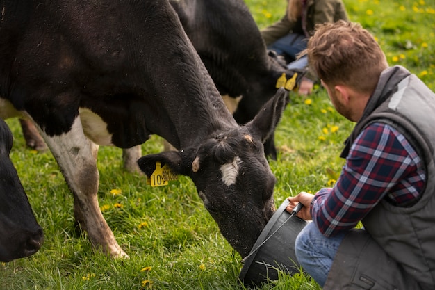 Vaches qui paissent autour de la ferme