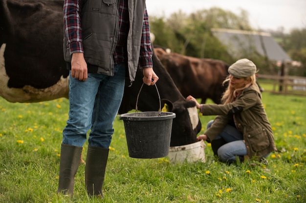 Vaches qui paissent autour de la ferme