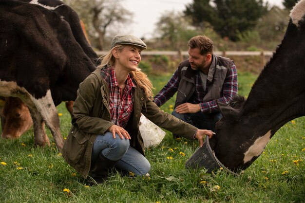 Vaches qui paissent autour de la ferme