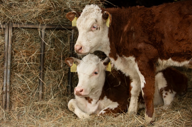 Photo gratuite vaches qui paissent dans la nature