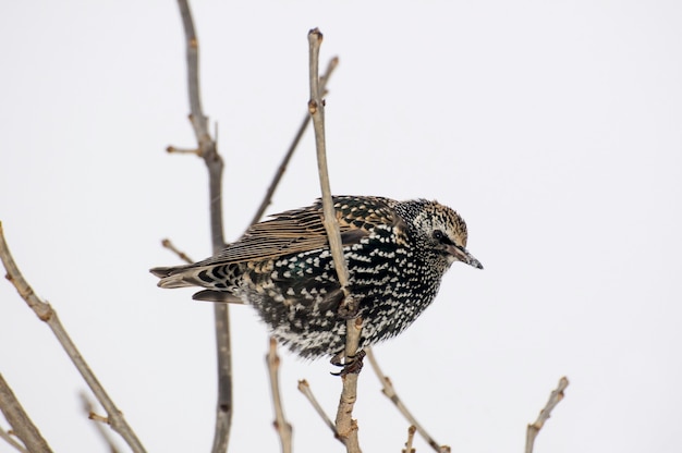 Vadnais heights, minnesota. european starling, sturnus vulgaris en hiver avec manteau d'hiver de plumes.