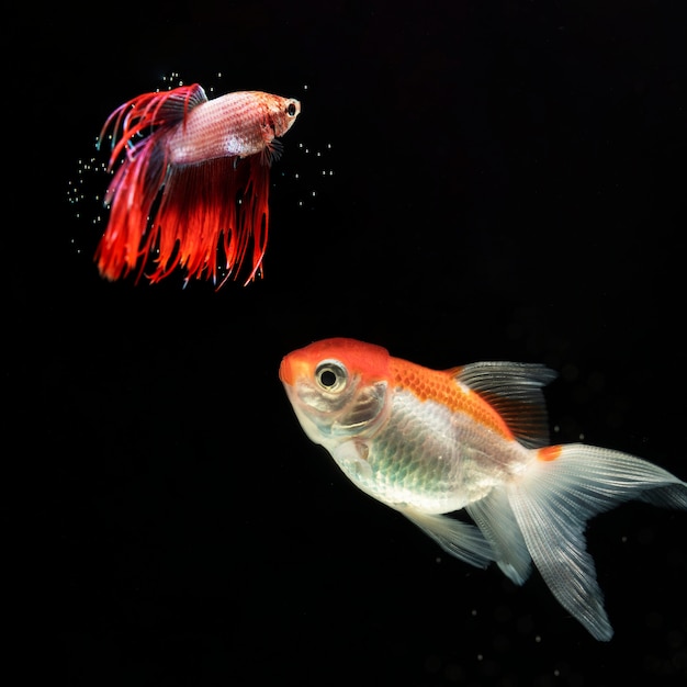 Variété de poisson betta "demi-lune"