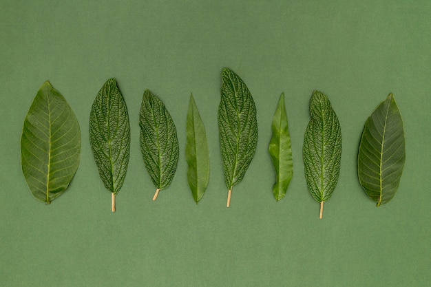 Variété vue de dessus de feuilles botaniques