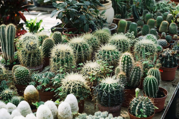 Variétés de cactus épineux en serre
