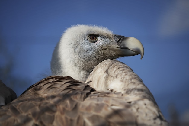 Photo gratuite vautour à tête blanche sur fond de ciel bleu